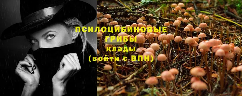 Галлюциногенные грибы Psilocybe  Бузулук 